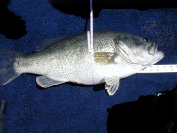 measuring a trophy bass
